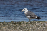 Goéland brun / Larus fuscus / Lesser Black-backed Gull