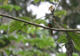 Jacamar  queue rousse - Rufous-tailed Jacamar