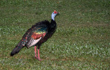 Dindon ocell - Ocellated Turkey