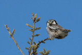 Chouette épervière / Surnia ulula / Northern Hawk-Owl