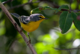 Paruline dAdlade - Adelaides Warbler