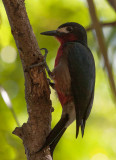 Pic de Porto Rico - Puerto Rican Woodpecker