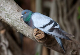 Pigeon biset -Rock Pigeon