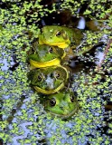 What Happens in the Swamp, Stays in the Swamp