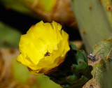 Anza Borrego Desert