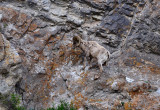 Bighorn Sheep, Jackson Hole, Wyoming