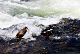 Harlequin Ducks, LeHardy Rapids, Yellowstone