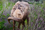 A Grazing Big Horn Sheep