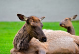 Pregnant Elk, Mammoth Hot Springs, Yellowstone