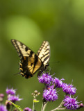 swallowtail 472