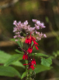 cardinal flower 424