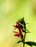 cardinal flower 610