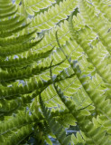 ferns 009