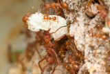 leafcutting ants with brood.jpg