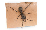 weaver ant on nest material.jpg
