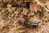 Pheidole sp.