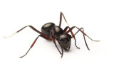 Polyrhachis delecta