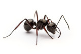 Polyrhachis delecta