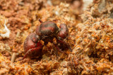 Atta sexdens queen infected with dead fungus due to Escovopsis