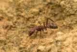 Camponotus (?) sp