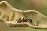Camponotus rufipes tending planthoppers