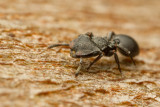 Cephalotes sp.