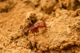 Unidentified ants