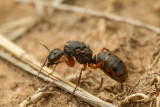 Camponotus rufipes Queen