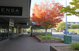 Autumn on Kennedy Street