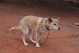 The Dingo - Australias Wild Dog