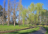 Willows are the First to Show New Foliage