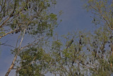 Colony of Bats Occupying About 8 Trees