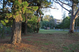 Pines in Early Light