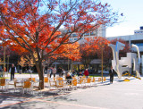 Woden Square in Autumn