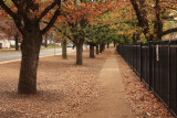 Trees in New South Wales Circuit