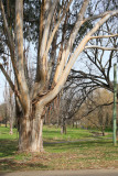 Gum Tree Shedding Bark