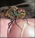 20130827 Slnda nrbild Dragon Fly_HDR.JPG