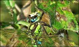 Dragonfly detail_HDR.jpg