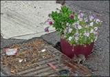 DSCF2131_HDR.JPG