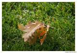 pbase-Normandia-0356.jpg