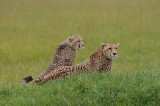 Cheetahs, Mara North Conservancy