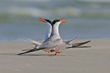 Common Tern - שחפית ים