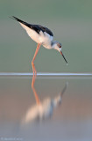 black winged stilt  תמירון