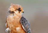 redfooted_falcon בז ערב