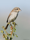 Red-backed Shrike  חנקן אדום גב נקבה