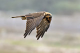 marsh_harrier זרון סוף