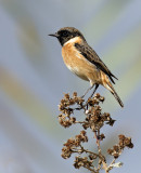 stonechat דוחל