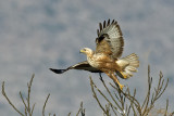 Long Legged Buzzard - עקב עיטי