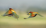 Bee Eater - שרקרק מצוי