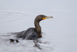 Florida Wildlife Blog 2015
